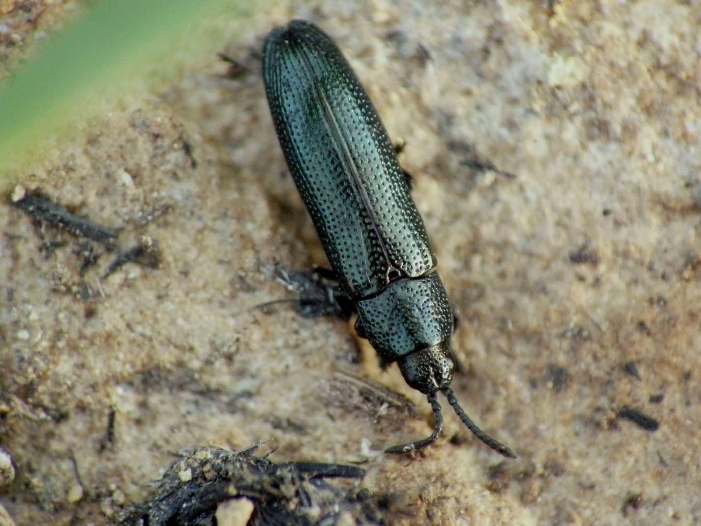 Leptispa filiformis - Chrysomelidae